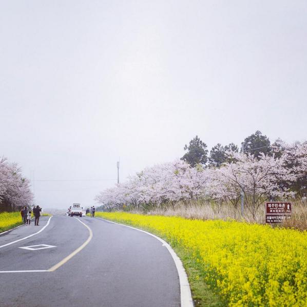 站在粉紅與黄色花海之間 韓國櫻花、油菜花一次過開！